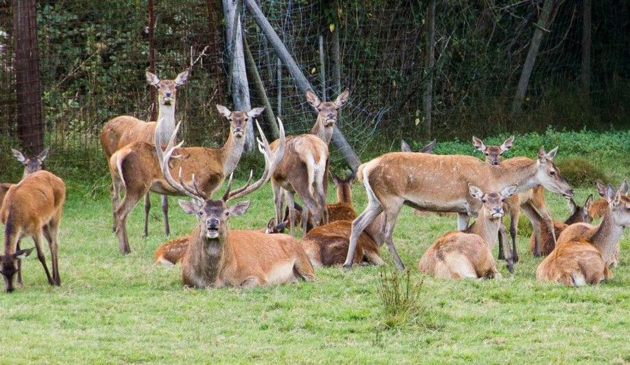 Gite Du Cerf Birkenwald ภายนอก รูปภาพ