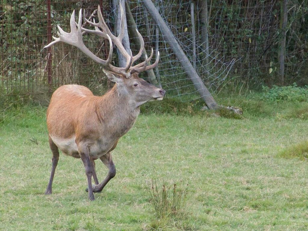 Gite Du Cerf Birkenwald ภายนอก รูปภาพ