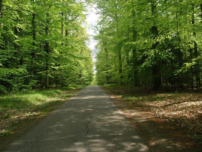 Gite Du Cerf Birkenwald ภายนอก รูปภาพ