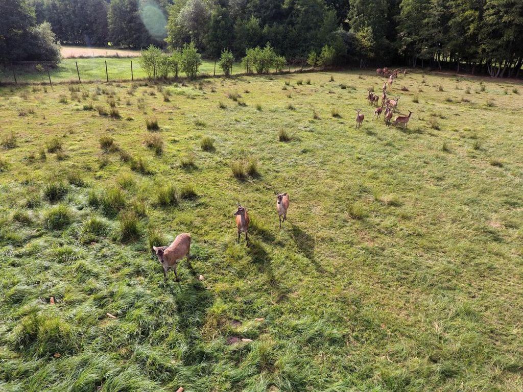 Gite Du Cerf Birkenwald ภายนอก รูปภาพ
